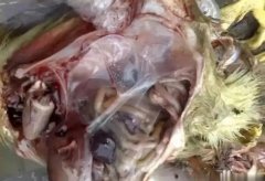 黃病毒在南方各個地區(qū)多發(fā)，這里帶你了解黃病