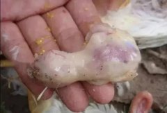 肉雞最頭疼的還是腺肌胃炎，到底該怎么解決？