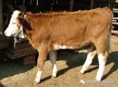 肥牛養(yǎng)殖過(guò)程中存在的問(wèn)題，應(yīng)該如何進(jìn)行解決