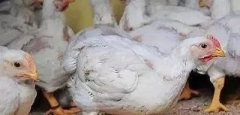 支原體感染的發(fā)展過程及臨床癥狀??！!