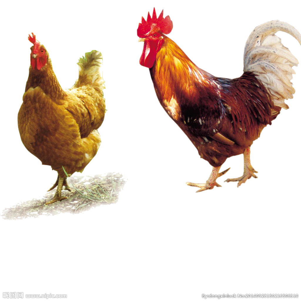  提高肉鴨養(yǎng)殖效益！這八個飼養(yǎng)管理要注意了?。夹g） 